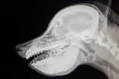 Osteopata w akcji: odkryj jego zadania i unikalne techniki terapeutyczne